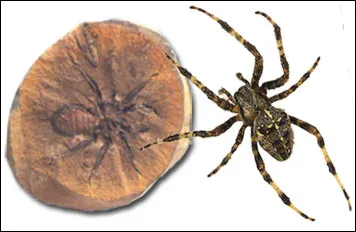 355- to 295-millionyear-old spider fossil