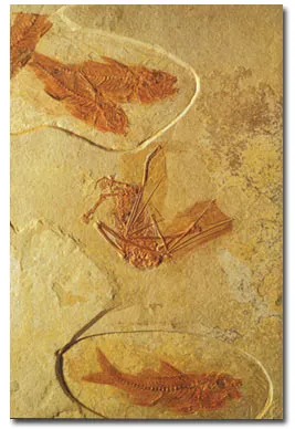 A fish between 146 and 65 million years old, and a fossil bat uncovered in France.