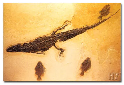 This 54- to 37-million-year-old crocodile fossil was found in Germany.