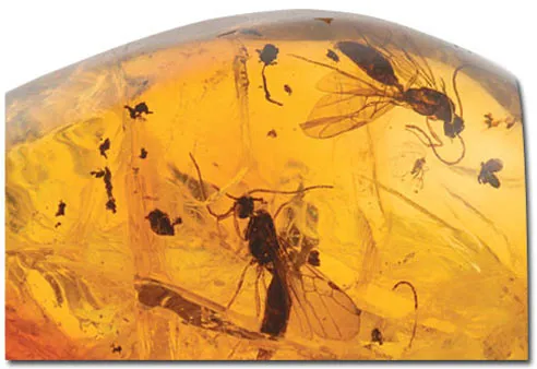 A 20- to 15-million-year-old midge preserved in amber.