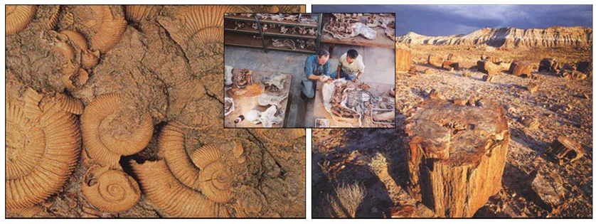 The Petrified Forest in Arizona—of fossilized, opalized logs—is one of the most famous structures of the plants from the Triassic Period. This forest, consistin