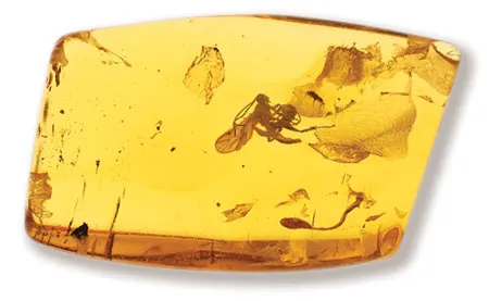 A wasp of 54 to 28 million years old, petrified in amber.