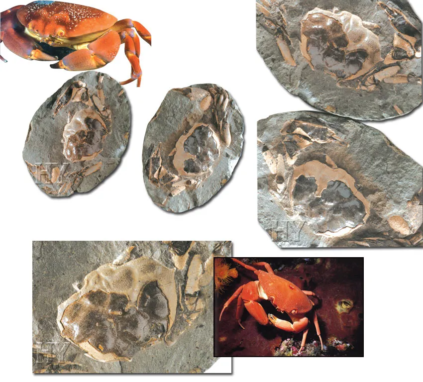 The fossil crab pictured dates back to the Miocene epoch (23 to 5 million years ago), yet is identical to modern-day crabs.