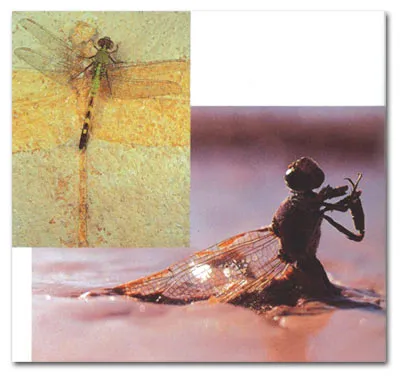 This dragonfly trapped in mud may one day become fossilized and will reach the future generations as evidence that evolution has never happened.