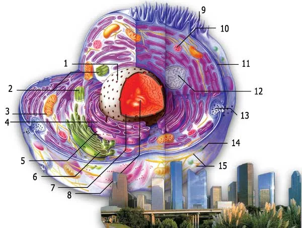 1. Nucleus 2. Centrioles 3. Mitochondria 4. Endoplasmic reticulum 5. Ribosome 6. Golgi body 7. Micronucleus 8. Chromatin 9. Microvilli 10. Lysosome 11. Cell mem