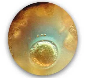 The egg cell is just 150 microns in size. (One micron is one thousandth of a millimeter.) (Left:) The cell that emerges from the combination of the egg and the
