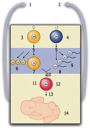 1. Female 2. Male 3. Fertilization cells in the ovaries 4. Diploid 5. Meiosis 6. Polar Bodies 7. Egg 8. Sperm 9. Haploids (gametes) 10. Fertilization 11. Zygote