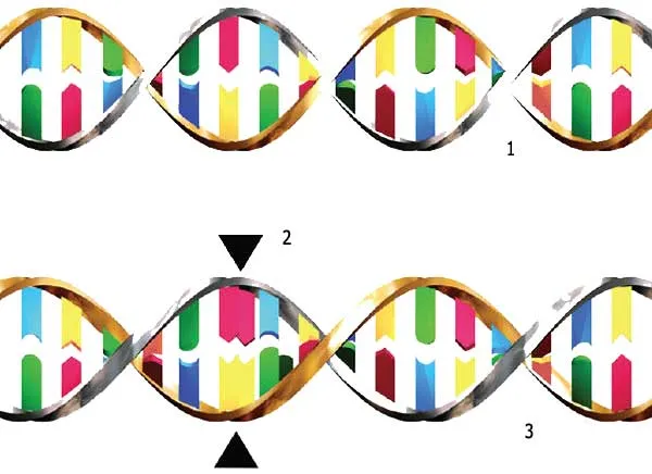1. Healthy DNA helix 2. Excess nucleotide copies due to mutation 3. Flawed DNA helix When the DNA is imperfectly copied, this gives rise to various diseases. Th