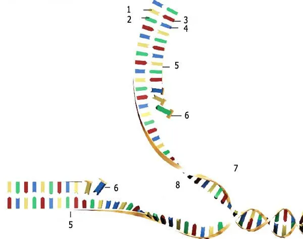 dna kopyalama