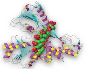 DNA Helicase