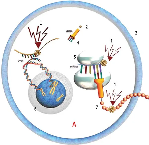 1. Mutation 2. Amino acid 3. Cell membrane 4. Anti-codon 5. Ribosome 6. Cell nucleus 7. Impaired amino acid A. Mutation => DNA Impairment > Disease/Deformity/Da