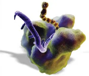 Since the errors emerging during the DNA copying process are the smallest possible mutations, neo-Darwinists thought that they could base their theories on them