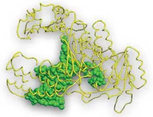 DNA Polymerase
