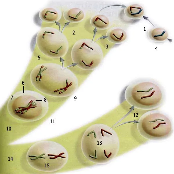 yumurta, sperm