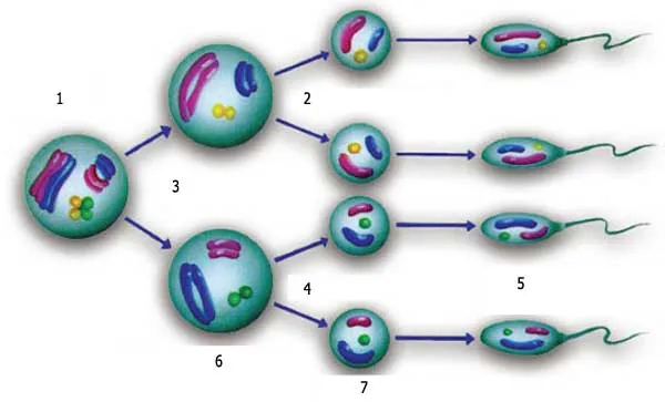 sperm oluşumu