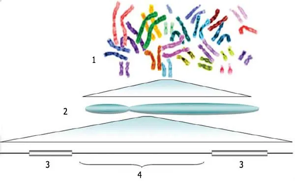 1. Genome 2. Chromosome 3. Gene 4. Intergenetic regione In their work on genetic engineering, scientists make changes in the genes created by Allah or else tran
