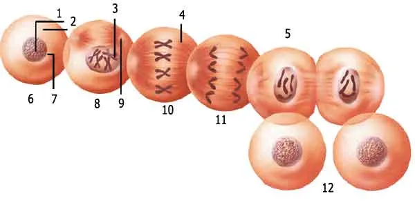 Mitosis Division 1. Chromatin 2. Cell 3. Chromosome 4. Microtubule 5. Telophase 6. Interface 7. Nucleus 8. Prophase 9. Centriole 10.Metaphase 11. Anaphase 12. I