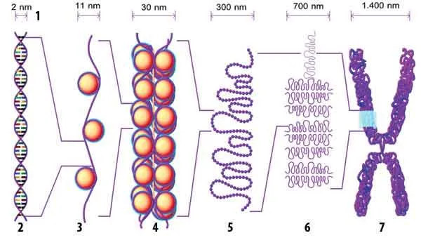 1- 1 Nm: 1 Nanometer (1 millionth of a millimeteri), 2- DNA helix, 3- Histones that form the nucleosome and the DNA strip, 4- nucleosome in packaged form, 5- ex