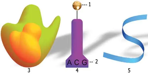 1- Amino acid, 2- Anti codon, 3- rRNA, 4- tRNA, 5- mRNA.
