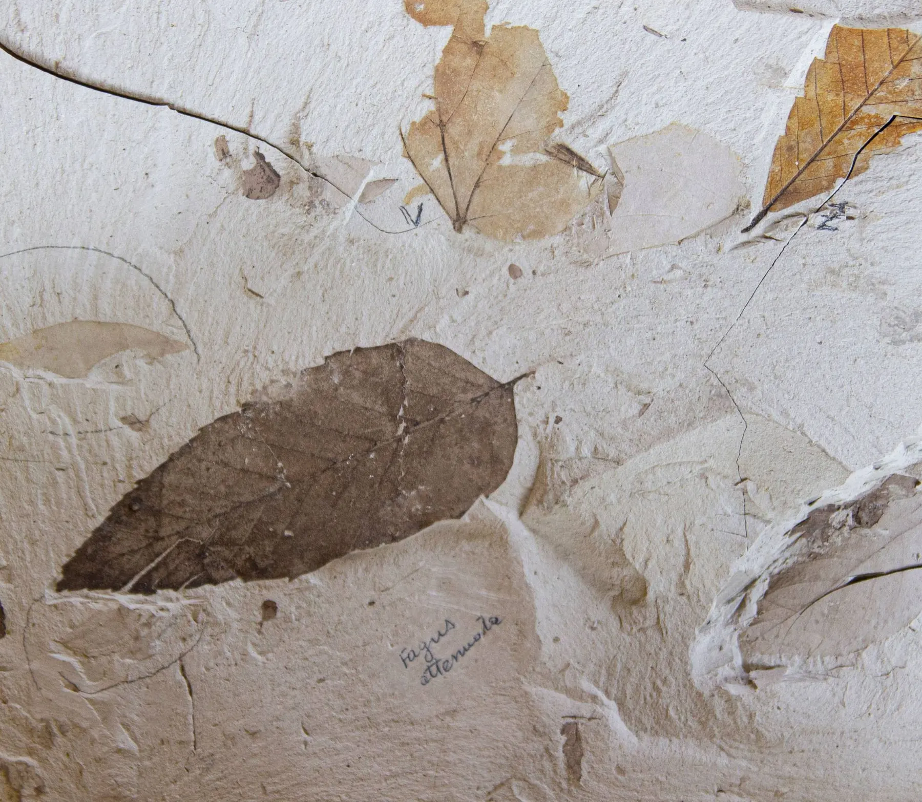 Impressions of beech tree leaves preserved in stone