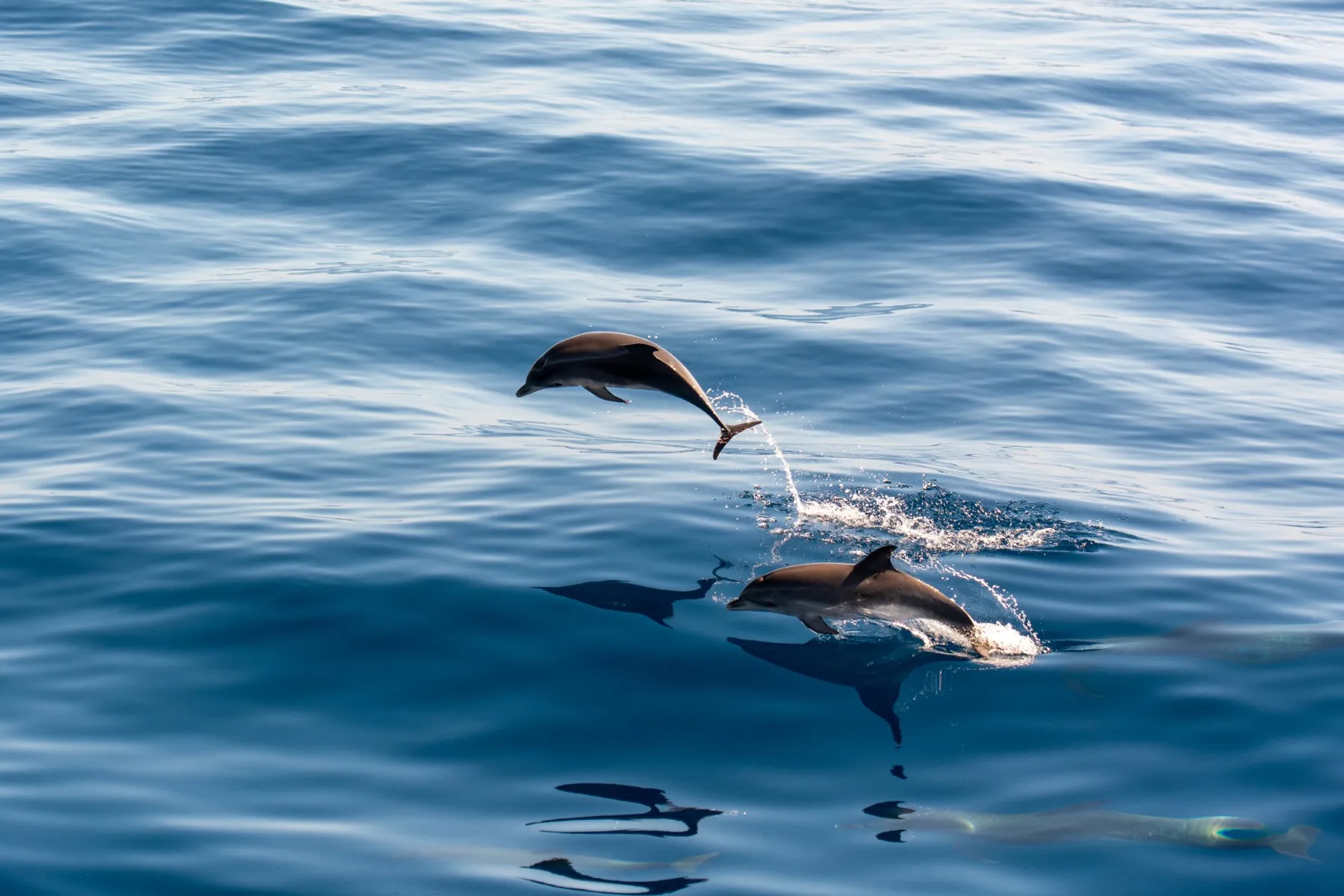 Dolphins leaping out of a calm sea