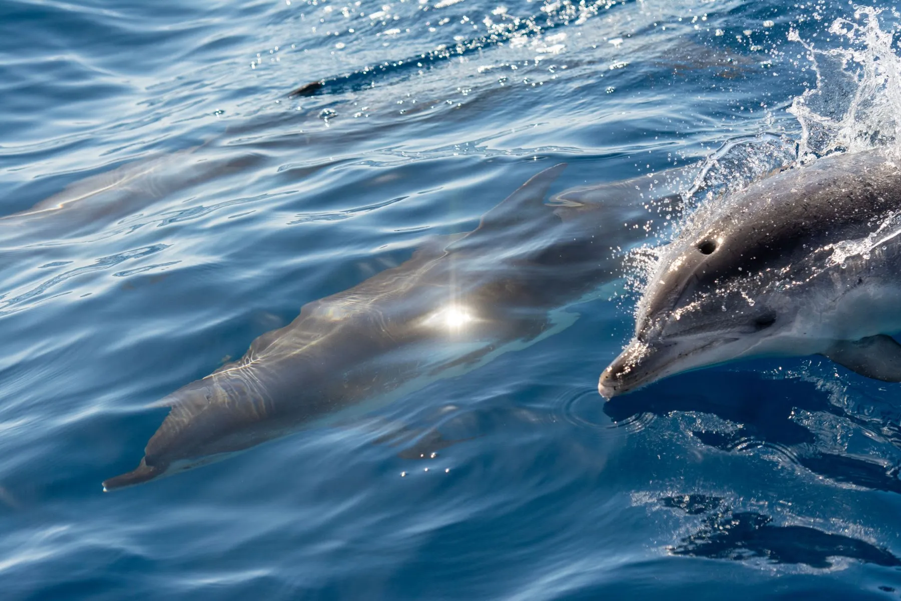 Close-up of dolphins swimming at the surface