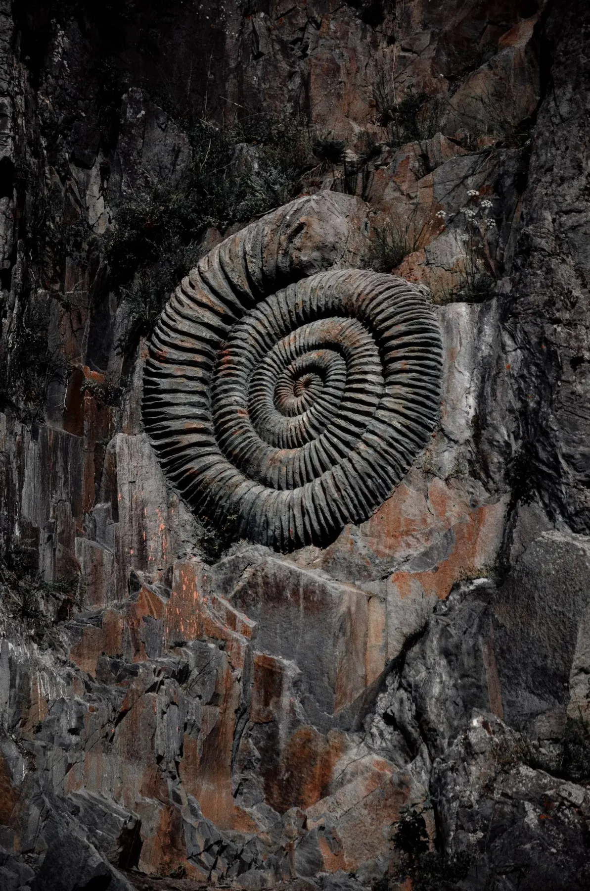 A large spiral ammonite in a rock wall