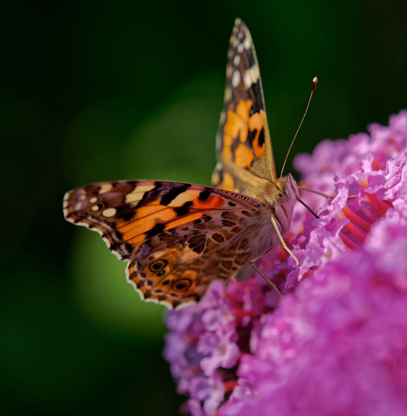 A painted lady butterfly on a flower, side view