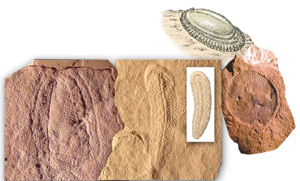 Ediacaran life forms were intriguing-looking organisms, very different from the single-celled organisms that came before them. However, they bore no resemblance