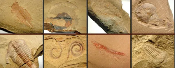 The Cambrian fossils discovered in the Chengjiang region of China clearly reveal that complex life forms, no different from those living today, existed some 530