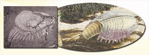 A fossil Canadaspis and A reconstruction of fossil Canadaspis