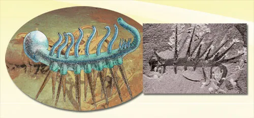 A fossil Hallucigenia and A reconstruction of fossil Hallucigenia