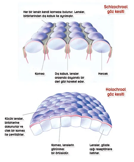 The two major types of trilobite eyes: schizochroal and holochroal. This varied according to the species. Each type of eye was enormously complex.