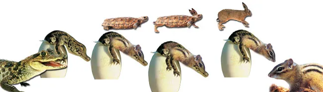 There are no intermediate forms in the fossil record. Crocodiles have left traces of themselves as crocodiles, squirrels as squirrels, and rabbits as rabbits. T