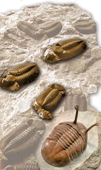 Many of the facts revealed by science are by themselves sufficient to demolish the theory of evolution. However, one piece of evidence demolishes the very found