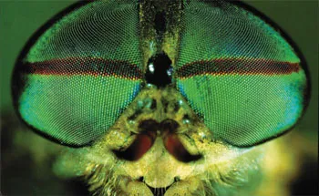 The trilobite had the same compound eye structure as that of the present-day fly, shown above. Some species of trilobite had thousands of lenses in their eyes. 