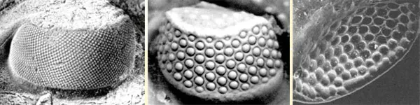 The trilobite’s compound eye structure is still found in present-day arthropods such as dragonflies and bees. This causes great concern among evolutionists, who