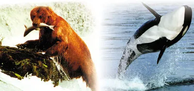 The Myth That Whales Evolved from Bears In The Origin of Species, Darwin asserted that whales had evolved from bears that tried to swim! Darwin mistakenly suppo