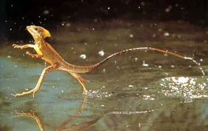 The basilisk lizard is one of those rare animals that can move establishing a balance between water and air.