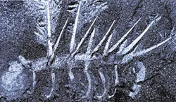hallucigenia, diken