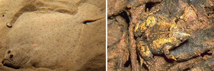Left: A snake concealing itself by suspending itself among leaves. Right: A caterpillar settled right in the middle of a leaf to go unnoticed. Left: Flat Fish R