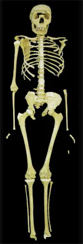 homoerectus, herçek insan
