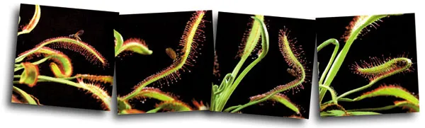 Left: An open Sundew. Right: A closed one.
