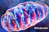 Mitochondria