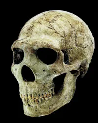 Neanderthals: A Robust People Above is seen Homo sapiens Neanderthalensis, Amud 1 skull found in Israel. Neanderthal man is generally known to be robust yet sho