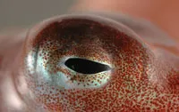 In terms of structure, the eyes of humans and octopuses are very much alike. However, the fact that the two species have similar organs doesn’t imply that they