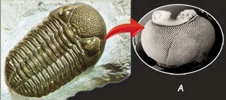 trilobit,trilobit gözü