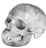 darwin
