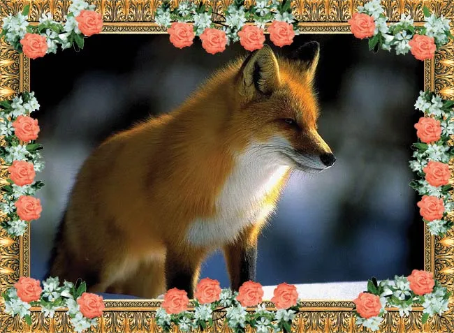 fox