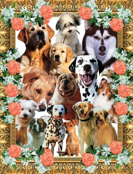 The majority of natural populations display a high degree of variation.. There are many different varieties within the species of domesticated dog, of which we